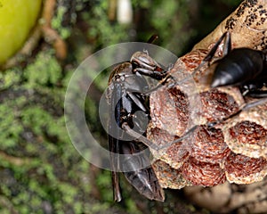 Long-waisted Paper Wasp