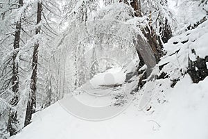 Long walk through the winter coniferous forest