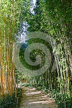 Long walkway between the bamboo sticks poles in Bambouseraie de Prafrance Cevennes bamboo park, Generargues, Languedoc, France