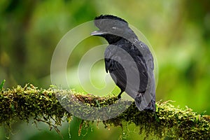 Long-wattled Umbrellabird - Cephalopterus penduliger, Cotingidae, Spanish names include pajaro bolson, pajaro toro, dungali and photo