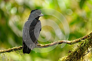 Long-wattled Umbrellabird - Cephalopterus penduliger, Cotingidae, Spanish names include pajaro bolson, pajaro toro, dungali and photo