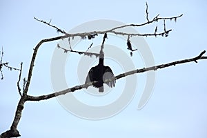 Long-wattled Umbrellabird (Cephalopterus penduliger) in Equador photo