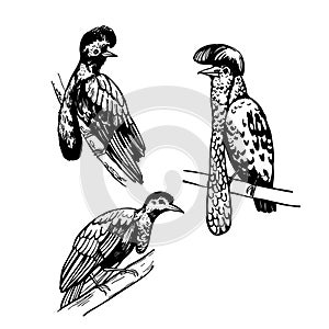 Long-wattled umbrellabird (Cephalopterus penduliger). Sketch illustration photo