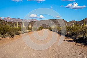 A long way down the road going to Organ Pipe Cactus NM, Arizona