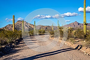 A long way down the road going to Organ Pipe Cactus NM, Arizona