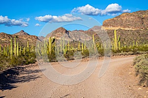 A long way down the road going to Organ Pipe Cactus NM, Arizona