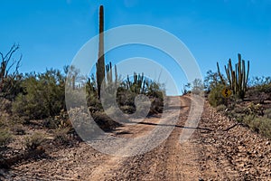 A long way down the road going to Organ Pipe Cactus NM, Arizona