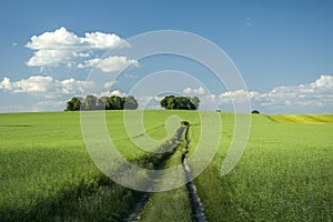 Long way through the green field, trees and blue sky