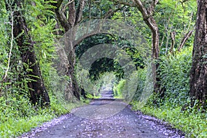 The long way of road beside big green trees like tree tunnel way. Tanzania, Africa