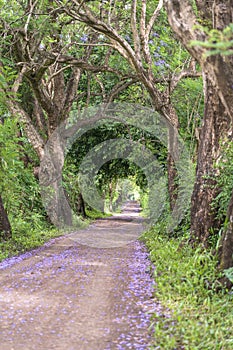The long way of road beside big green trees like tree tunnel way. Tanzania, Africa
