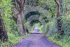 The long way of road beside big green trees like tree tunnel way. Tanzania, Africa