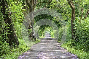 The long way of road beside big green trees like tree tunnel way. Tanzania, Africa