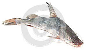 Long-whiskered catfish