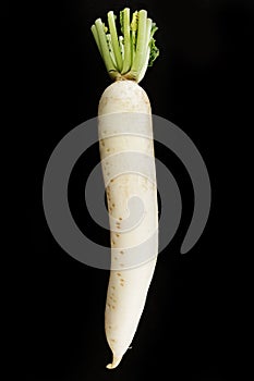 Long white Radish