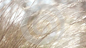 Long wild grasses swaying softly in a gentle breeze. Closeup view, warm and soothing light. Blurred background.