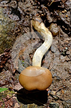 Long Wild mushroom