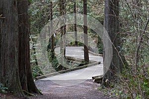 long winding boardwalk leading through a dence forest