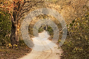 Long and Windy Country Road