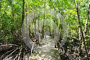Long wood bridge in golden mangrove forest, Chanthaburi Thailand