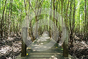 Long wood bridge in golden mangrove forest, Chanthaburi Thailand