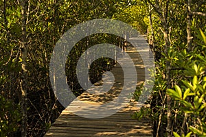 Long wood bridge in mangrove forest, Thailand.