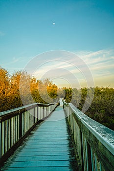 A long wooden boadwalk seems to stretch to infinity. Walkway through the lake and native forest at sunset, Oceano, California photo