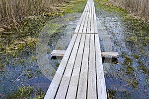 Long wooden boardwalk across a swampy area, early spring, perspective view photo