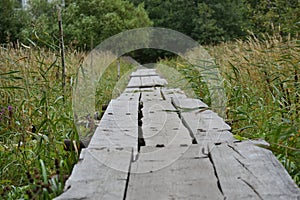 Long wooden bridge tall grass