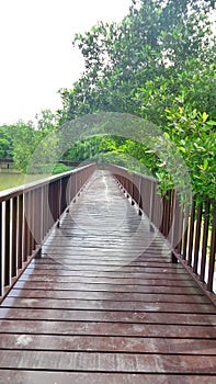 Long woonden walk way bridge in mangrove green at Bangkrachao area