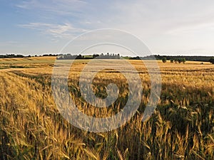 Long  yellow filds of barley before harvest, Czech Republic