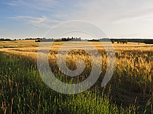 Long  yellow filds of barley before harvest