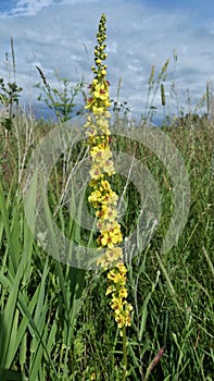 Long, yellow-flowered Verbascum thapsus in full-length wild meadow grass.