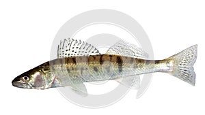 Long zander