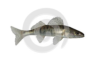 Long zander