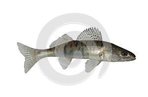 Long zander photo