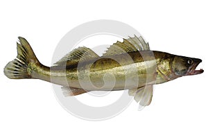 Long zander
