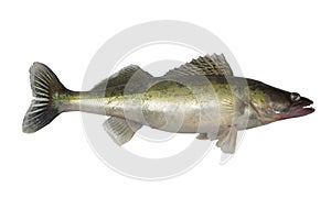 Long zander photo