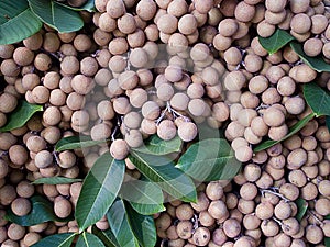 Longan