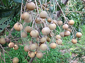 Longan