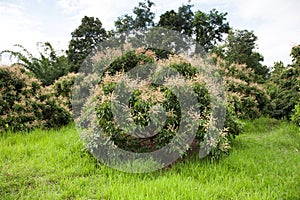 Longan or dragon eye fruit at biological farm