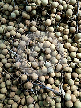 Longan; euphoria longan