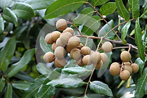 Longan fruit photo