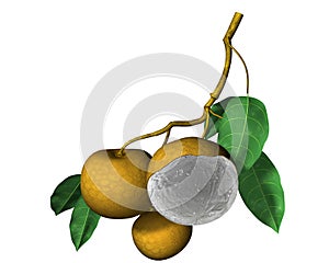 Longan Fruit photo