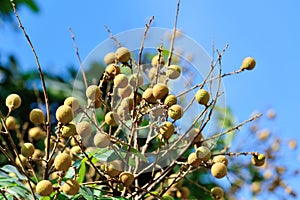 Longan fruit in growth