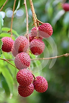 Lychee The lychee fruit with white back ground