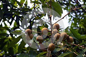 longan fruit that thrives and develops perfectly on an out of focus background
