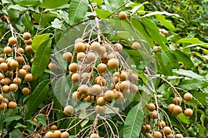 Longan fruit on the tree photo