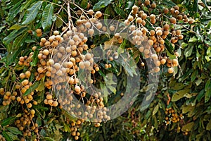 Longan Fruit On Tree