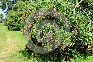 The Longan Fruit Tree