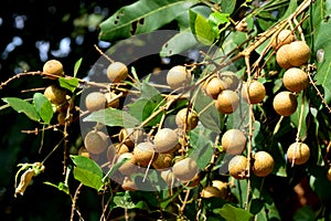 The Longan Fruit Tree - Lychee Close Relative